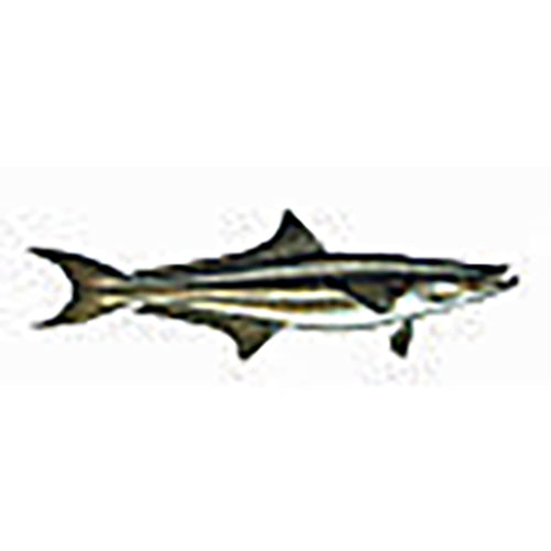 Cobia