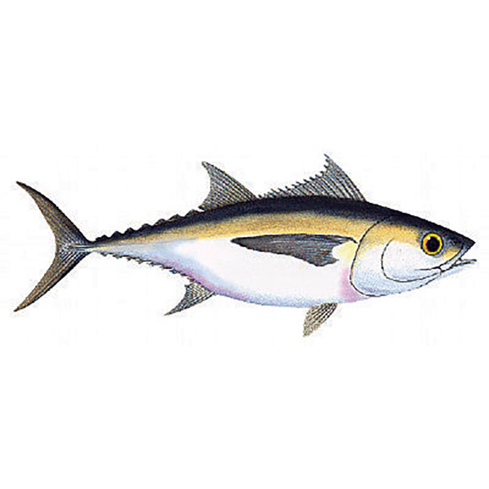 Gold King Mackerel