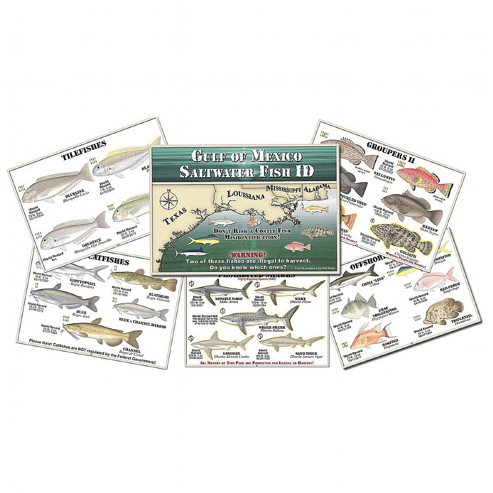 Gulf of Mexico Saltwater Fish ID