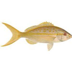 Yellowtail Snapper