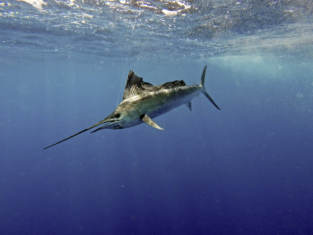Sailfish under water