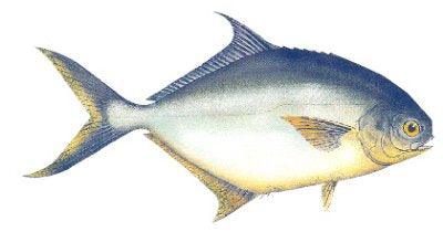 Pompano
