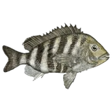 Fish Image