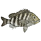 Sheepshead