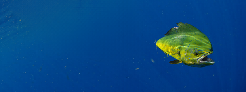 Mahi / Summertime Trolling