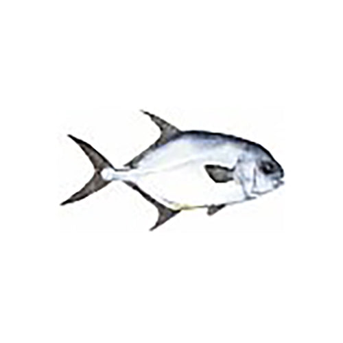 Fish Image