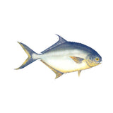 Fish Image