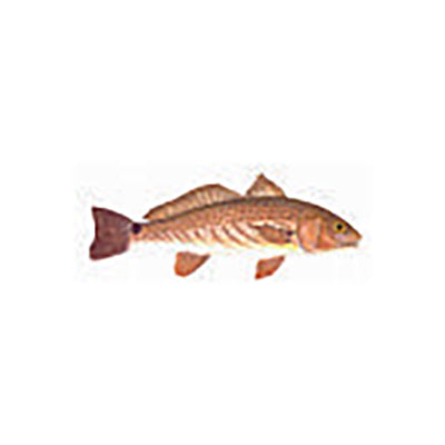 Fish Image