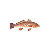 Fish Image