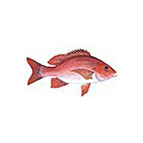 Fish Image