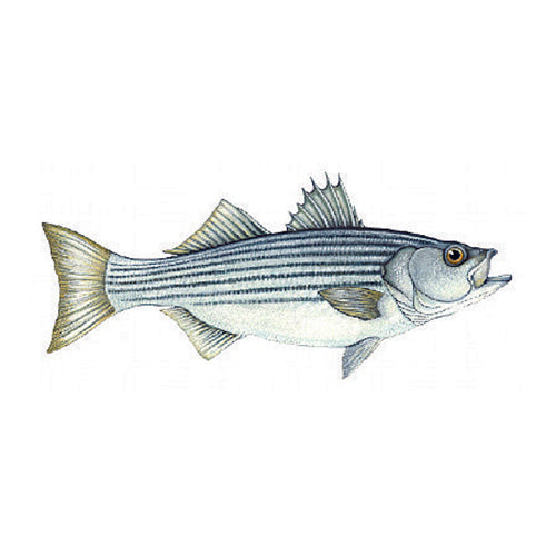 Fish Image