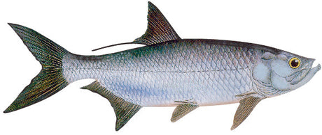 Fish Image