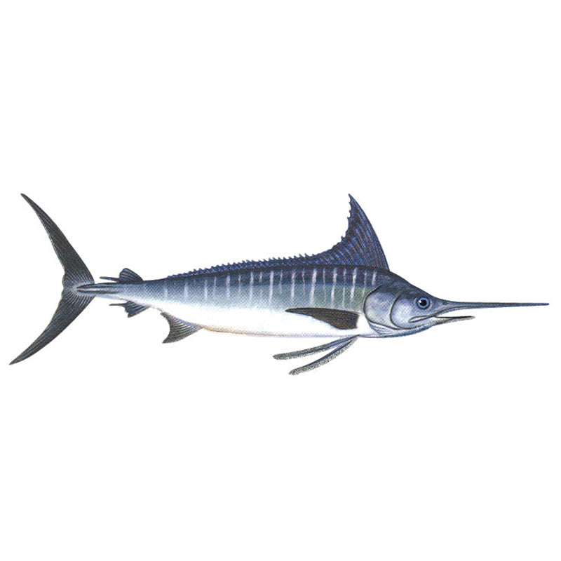 Fish Image