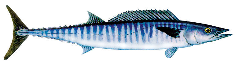 Fish Image