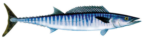 Fish Image