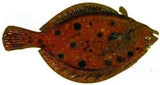 Fish Image