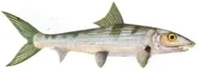 Fish Image