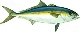 Fish Image