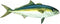 California Yellowtail