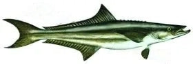 Fish Image