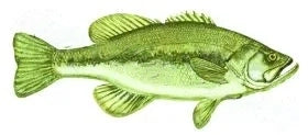 Fish Image