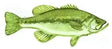 Fish Image