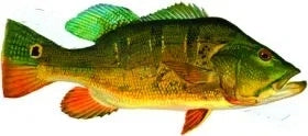 Fish Image