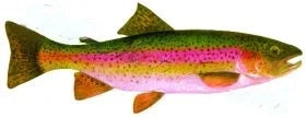 Fish Image