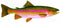 Rainbow Trout