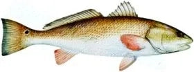 Fish Image