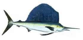 Fish Image