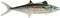Spanish Mackerel