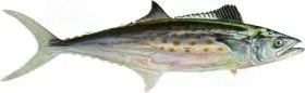 Fish Image