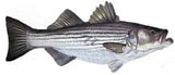 Fish Image