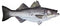 Striped Bass