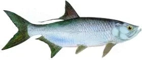 Fish Image