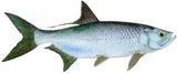 Fish Image