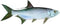 Tarpon