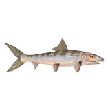 Fish Image