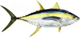 Fish Image