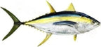Fish Image