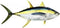 Yellowfin Tuna