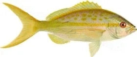 Fish Image