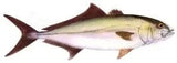 Fish Image