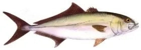 Fish Image