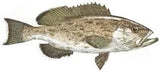 Fish Image