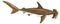 Hammerhead Shark