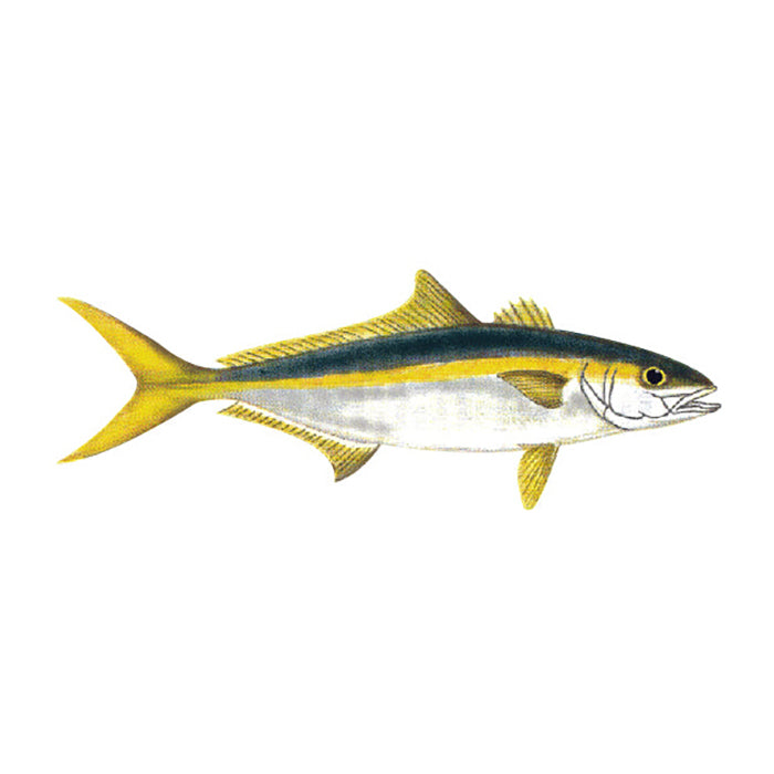 Fish Image