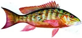 Fish Image