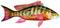 Mutton Snapper